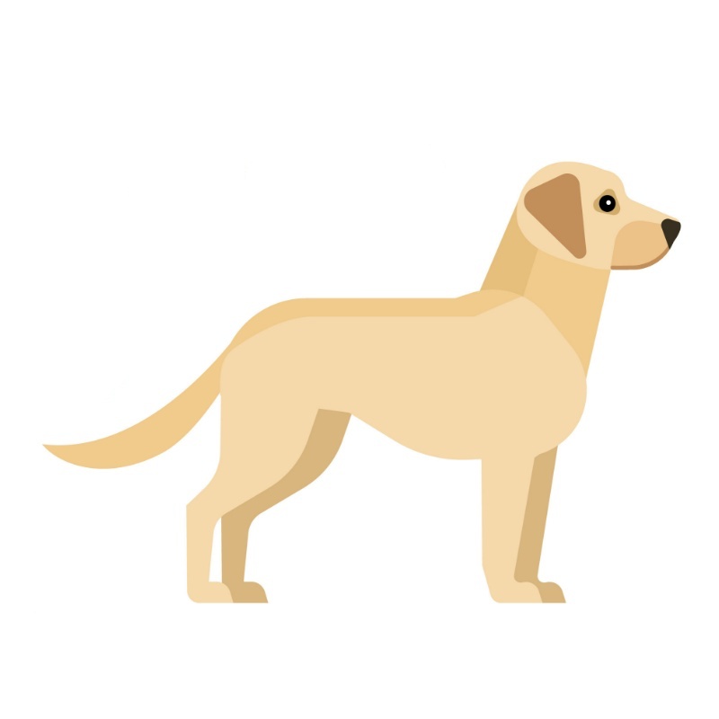 Angielski dla dzieci - Pets.